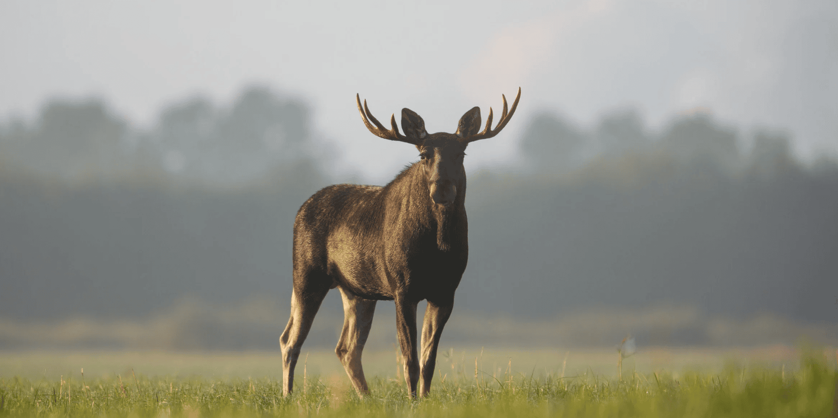 A male moose standing in a misty, grassy field