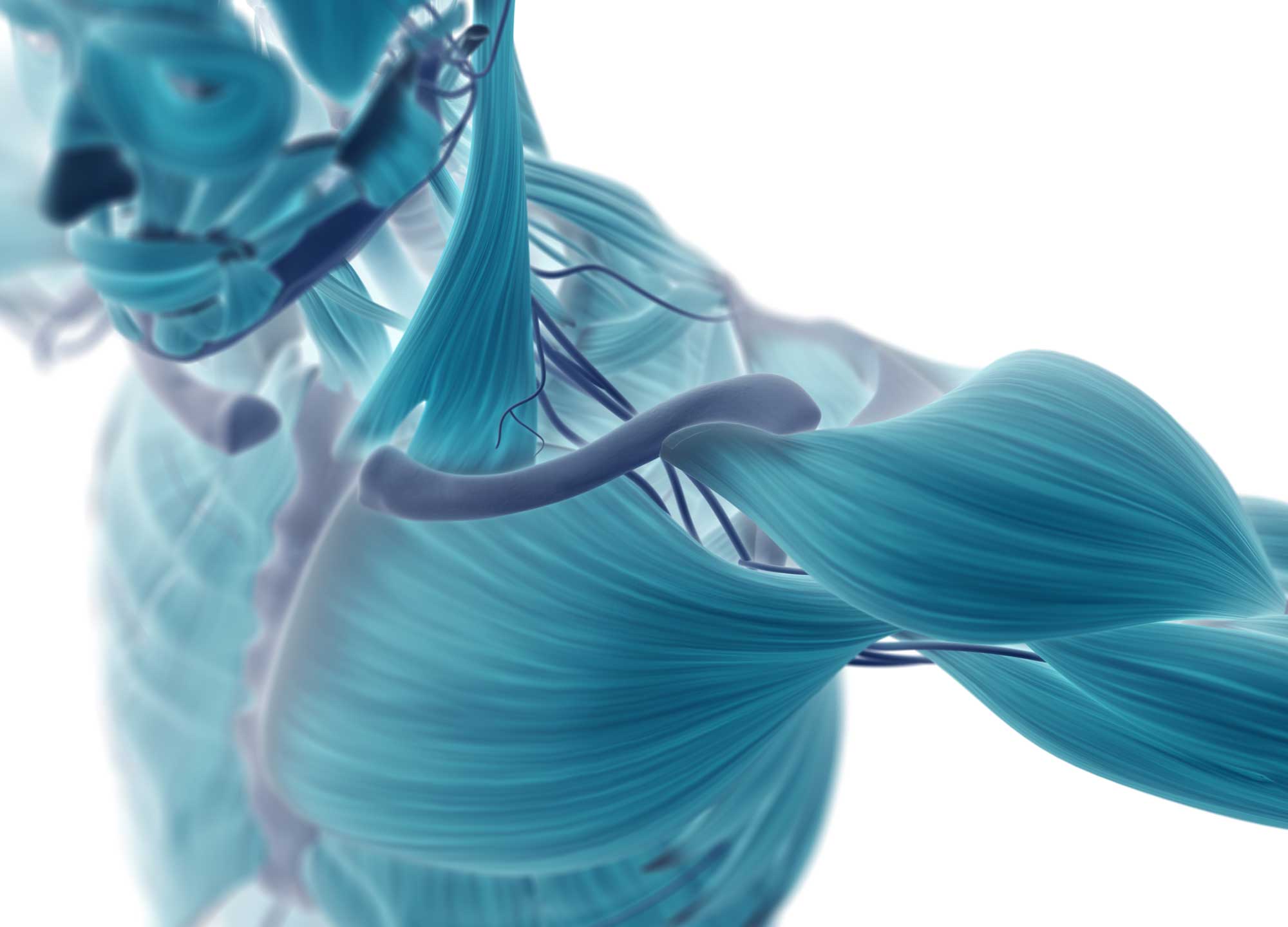 Shoulder anatomy