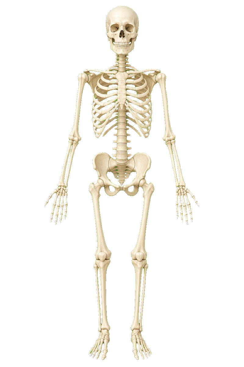 Human skeleton highlighting CONA’s treatment areas